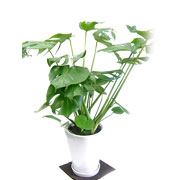 観葉植物 モンステラ