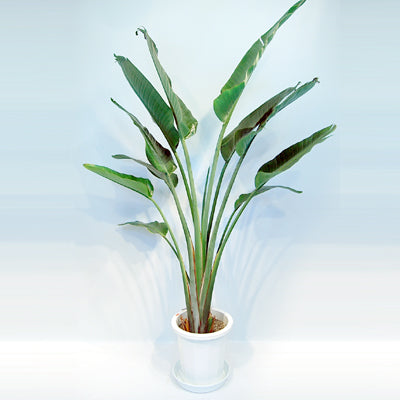 観葉植物 オーガスタ