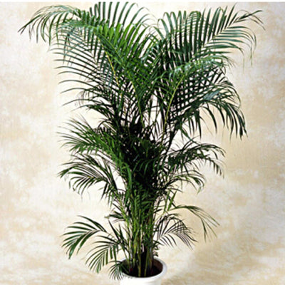 観葉植物 アレカヤシ