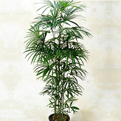 観葉植物 シュロチク