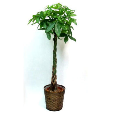 観葉植物 パキラ